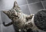 Ciekawostki o kotach: 10 zadziwiających faktów (fot. Getty Images)