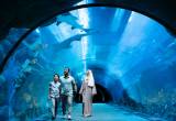 Niezwykłe morskie życie w akwarium Dubai Mall za darmo