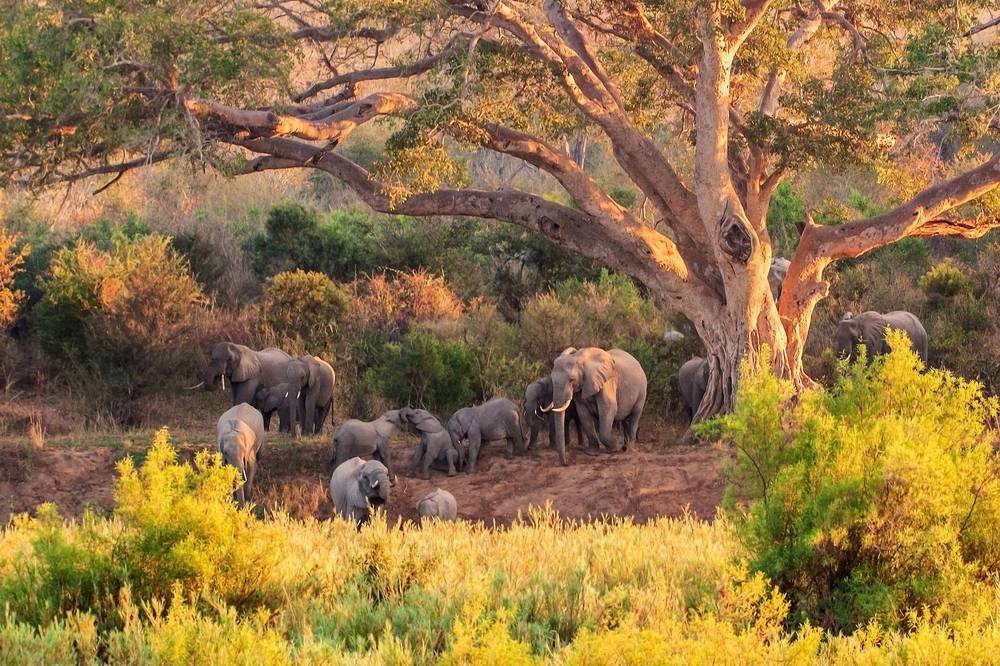 Park Narodowy Kruger, RPA, Afryka