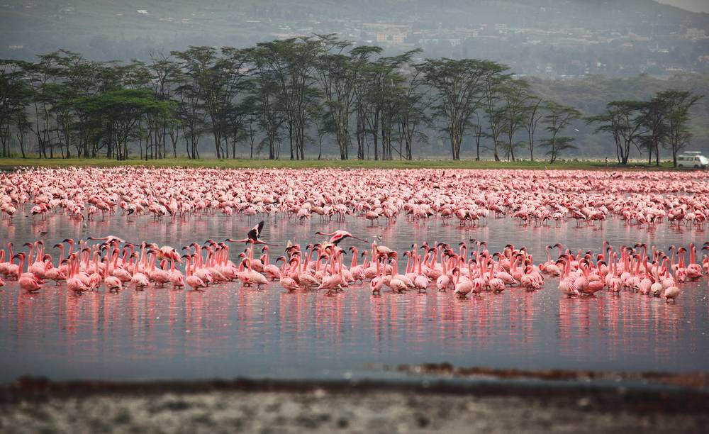 Park Narodowy Jezioro Nakuru, Kenia, Afryka