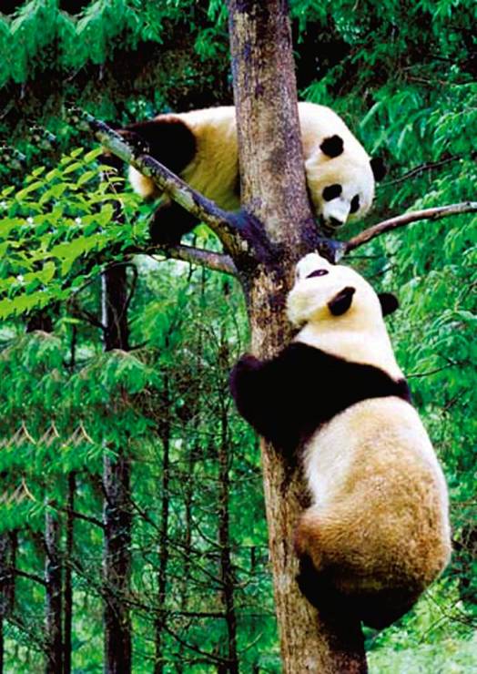Pandy uznawane są za dobro narodowe Chin. Na wolności żyją tylko w tym kraju.