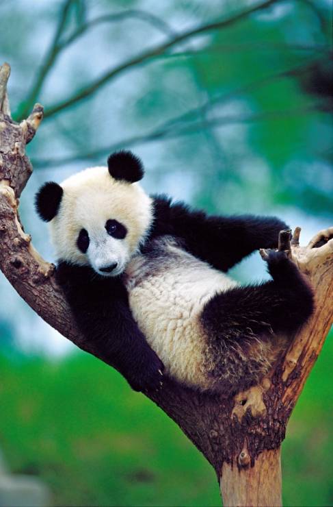 Pandy uznawane są za dobro narodowe Chin.