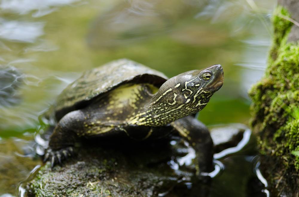 Żółwie przechodzą przez tory w Japonii