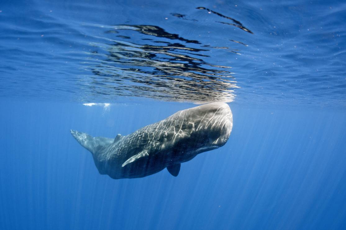 Występuje tu 27 gatunków wielorybów.