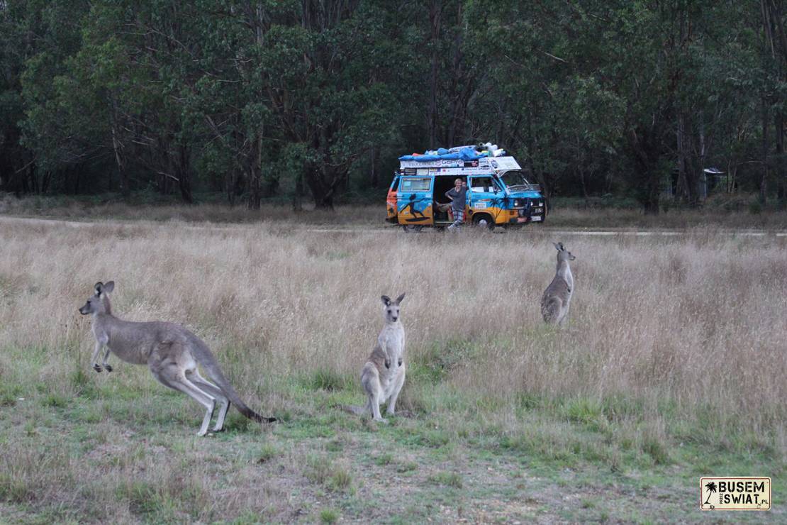 Dzikie kangury, Australia