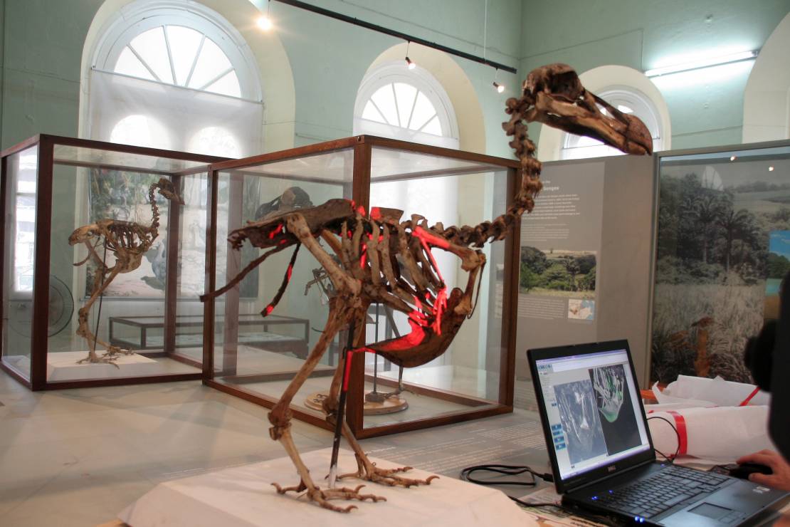 2_Dodo being scanned