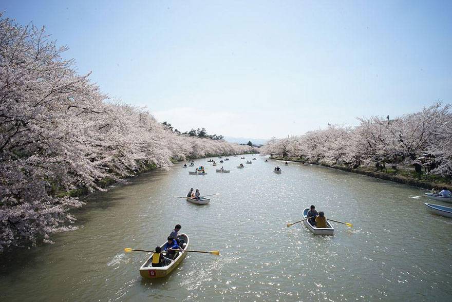 spring-japan-cherry-blossoms-national-geographics-231