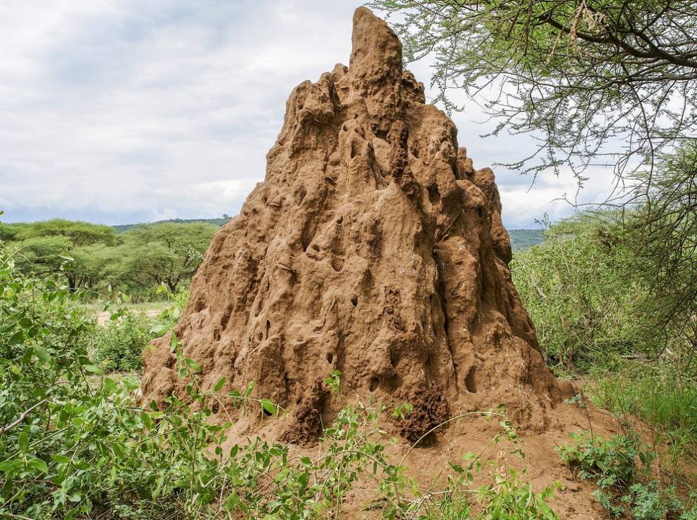 To nie są mity, takie naprawdę są termity. 6 faktów, które was zaskoczą