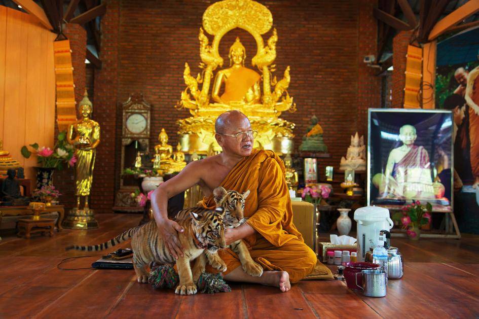 tygrysy świątynia tajlandia