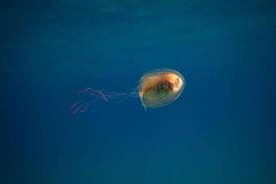 rybka meduza uwięziona pech