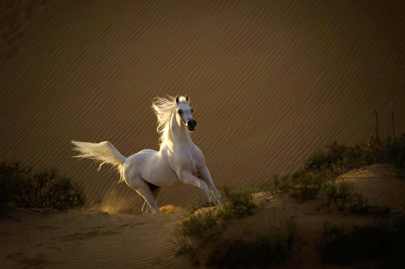 Konie na zdjęciach fotografów National Geographic