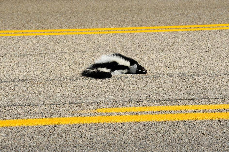 4 sposoby na wykorzystanie zwierząt zabitych na drogach
