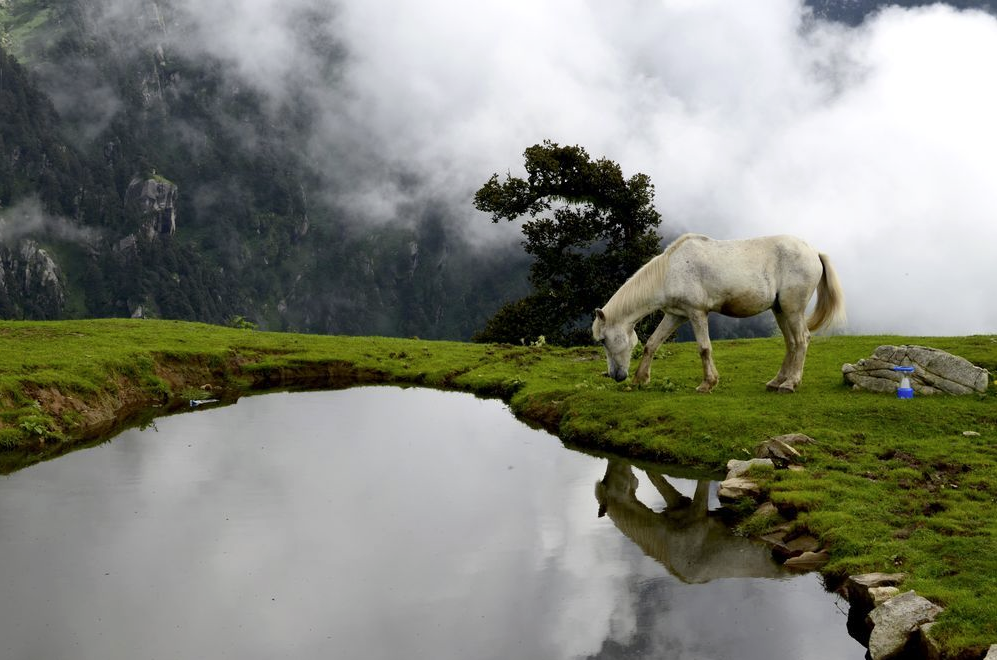 Konie na zdjęciach fotografów National Geographic