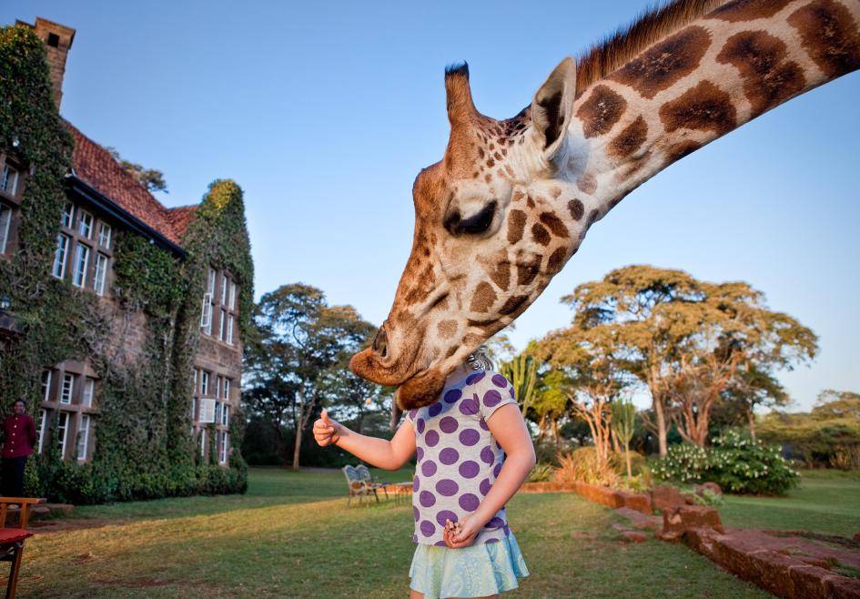14 spotkań z żyrafami