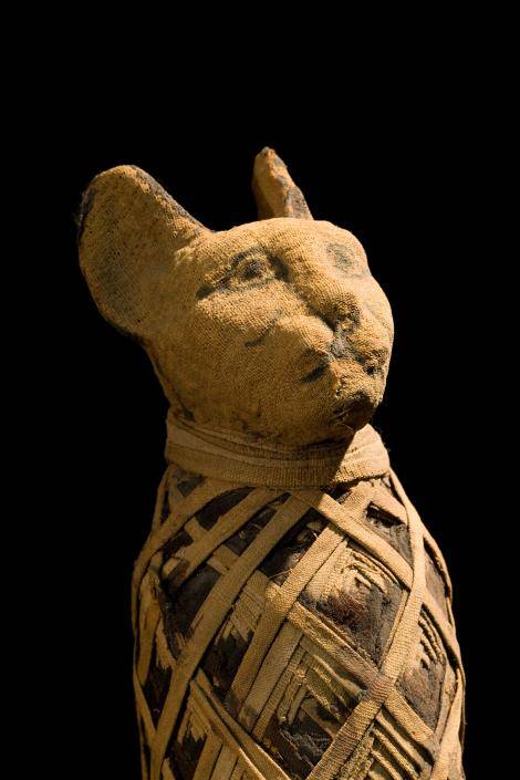 Co skrywają kocie mumie?