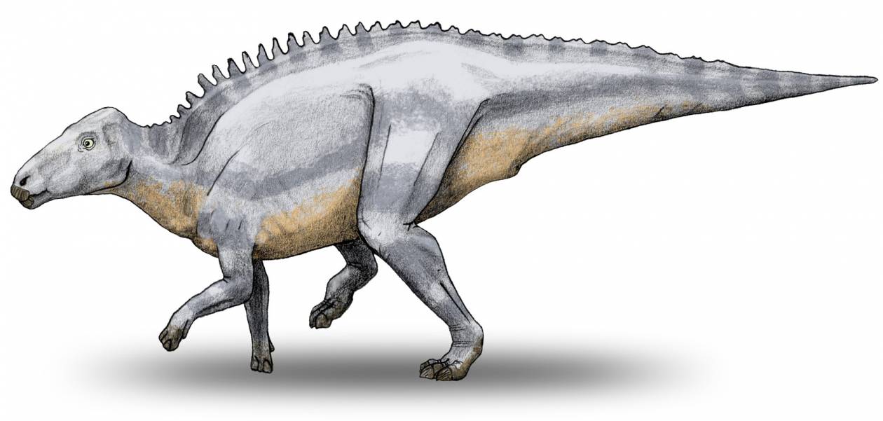 Dinozaur z Transylwanii miał guza na żuchwie. I co z tego? Jego badanie jest ważne dla ludzi