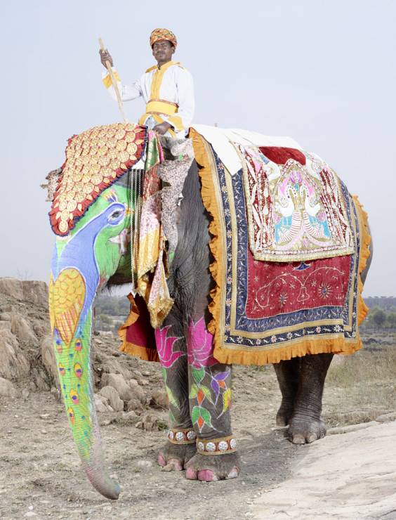 Malowane słonie