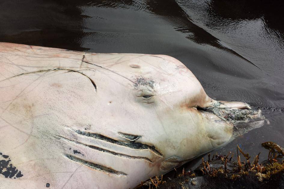 Na Alasce odkryto nowy tajemniczy gatunek wieloryba. Nie uwierzysz gdzie go odnaleziono