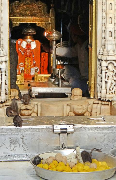 Świątynia szczurów, czyli hinduska Karni Mata