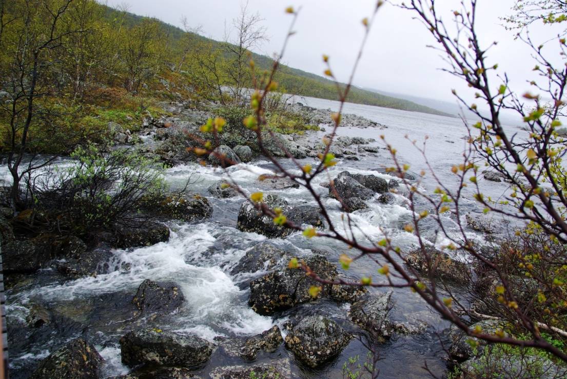 Morze zieleni i walka z rzeką. Odcinek 5 relacji z wyprawy do Laponii