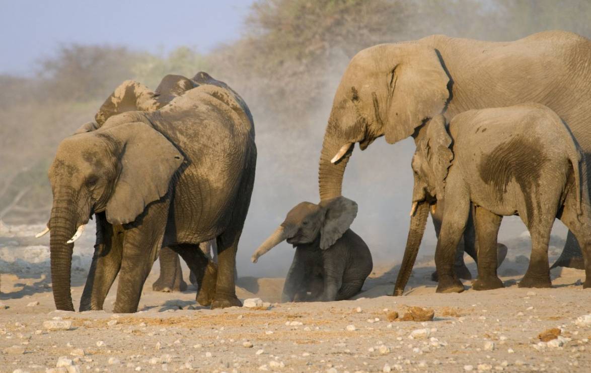 Światowy Dzień Słoni