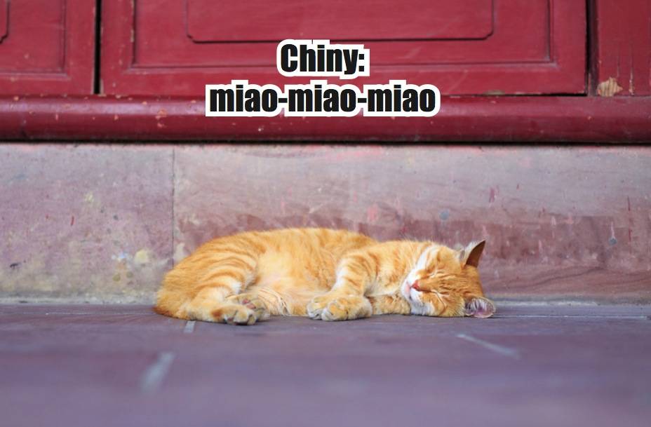 Jak wołać koty w różnych językach? Zdziwisz się i z pewnością nie raz uśmiechniesz
