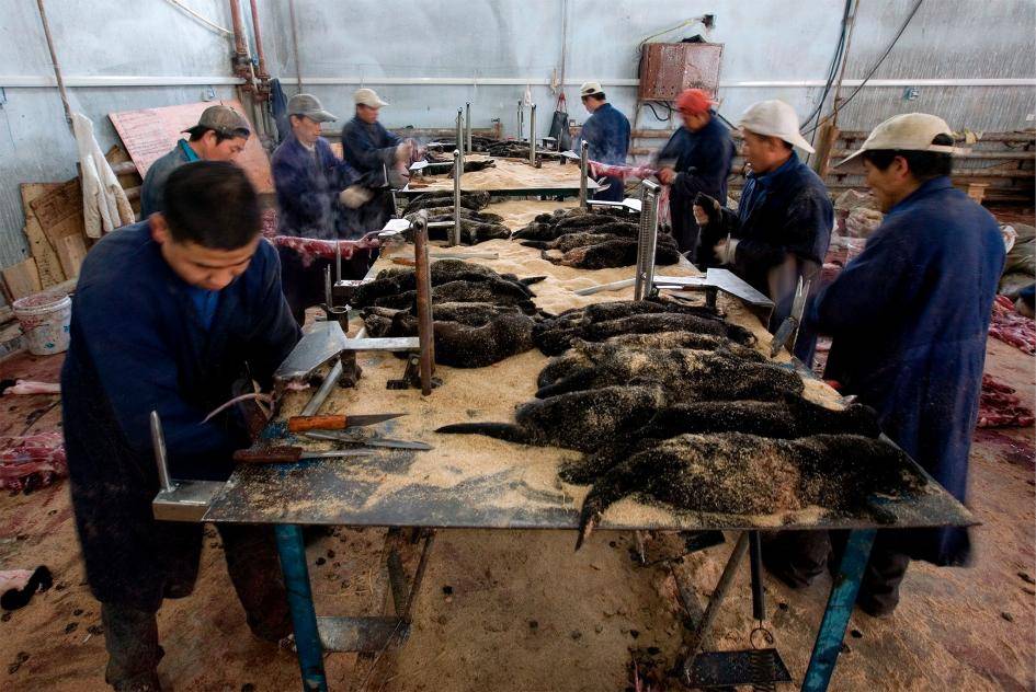 Zwierzęta na fermach futrzarskich w Chinach mają lepiej? Według obrońców ich praw to kłamstwo. A rynek się rozrasta