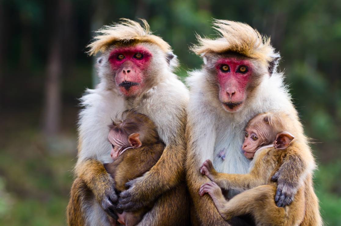 Na Sri Lance zwierzęta są u sibie. Spotkacie tam m.in. makaki.