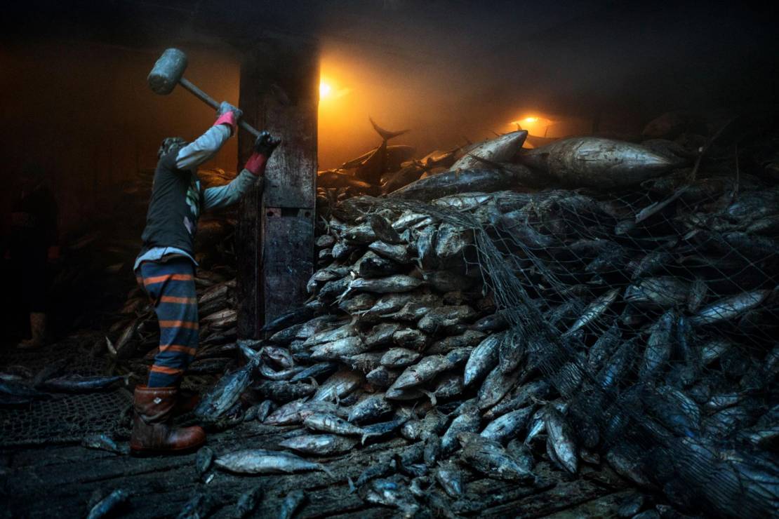 Pracownik portu używa drewnianego młotka do rozdzielenia zamrożonych tuńczyków