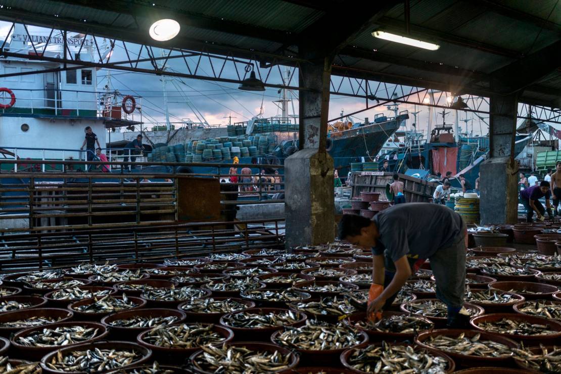 Pracownicy w porcie rybackim Navotas rozładowują i sortują ryby