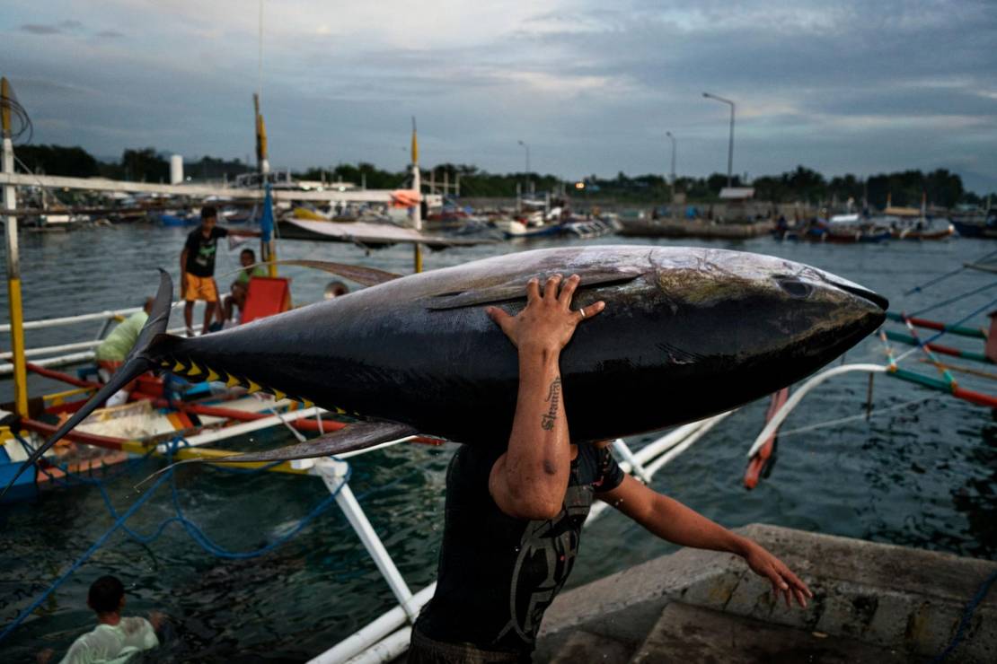 Rybak w porcie rybackim General Santos trzyma tuńczyka żółtopłetwego złowionego w Morzu Południowochińskim.