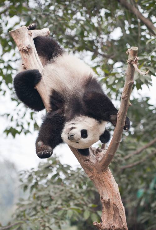 Panda Wielka uratowana
