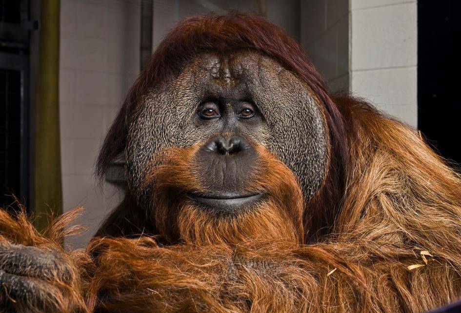 Orangutany