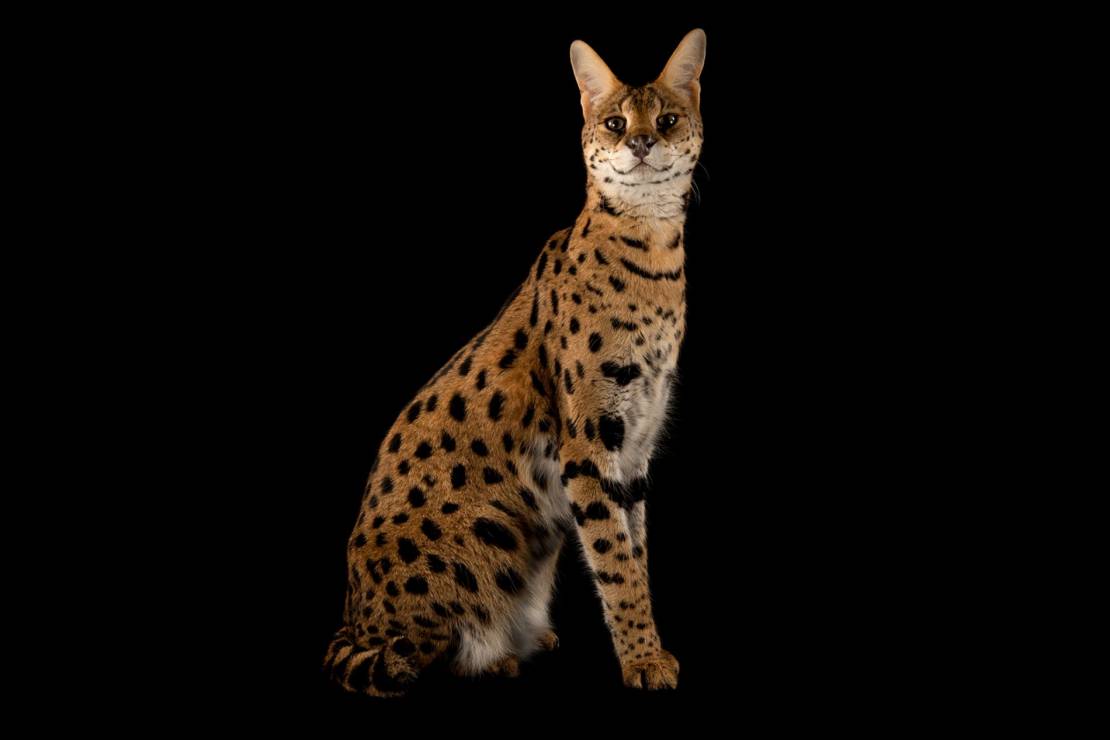 Serwal sawannowy (Leptailurus serval)