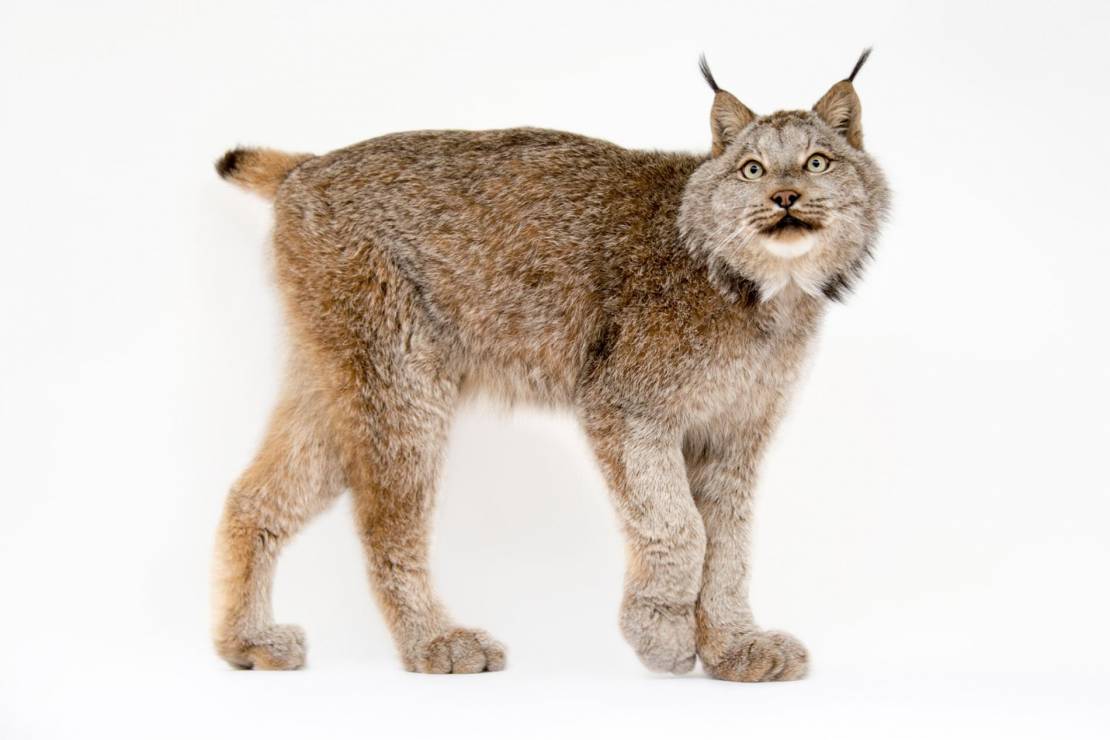 Ryś kanadyjski (Lynx canadensis)