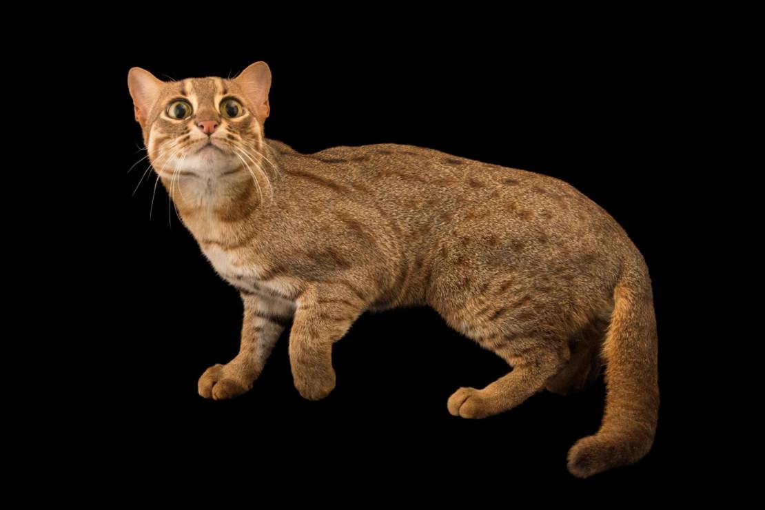 Kot rdzawy (Prionailurus rubiginosus)