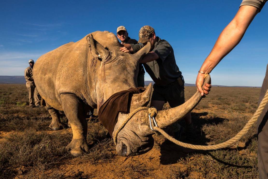 Reportaż: "Wojny nosorożcowe"