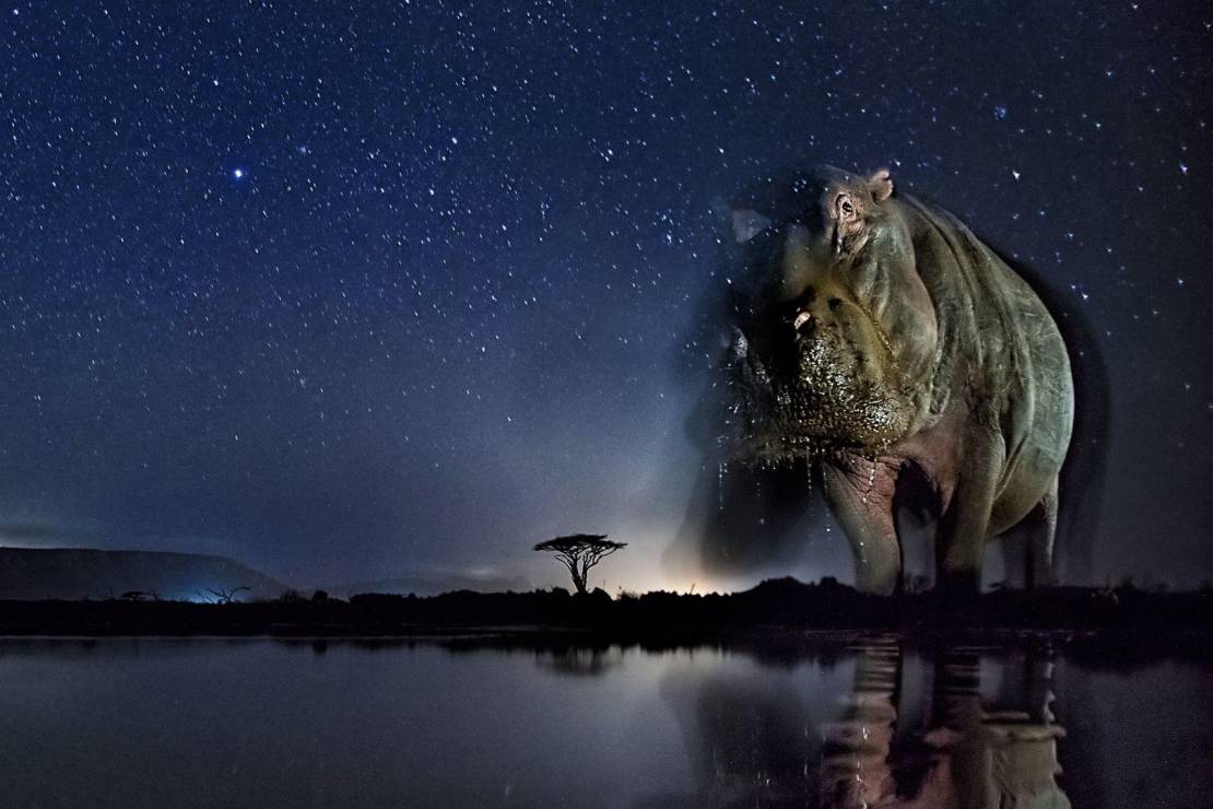 Reportaż z nocnej dzikiej Afryki