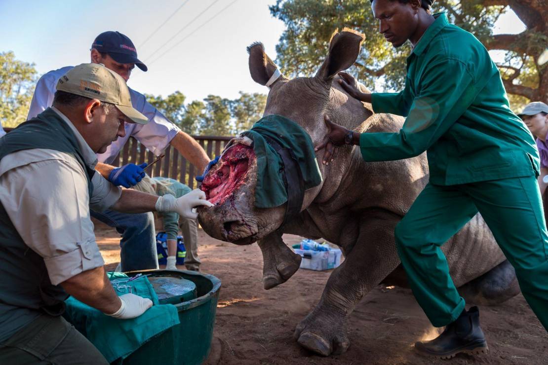 Reportaż: "Wojny nosorożcowe"