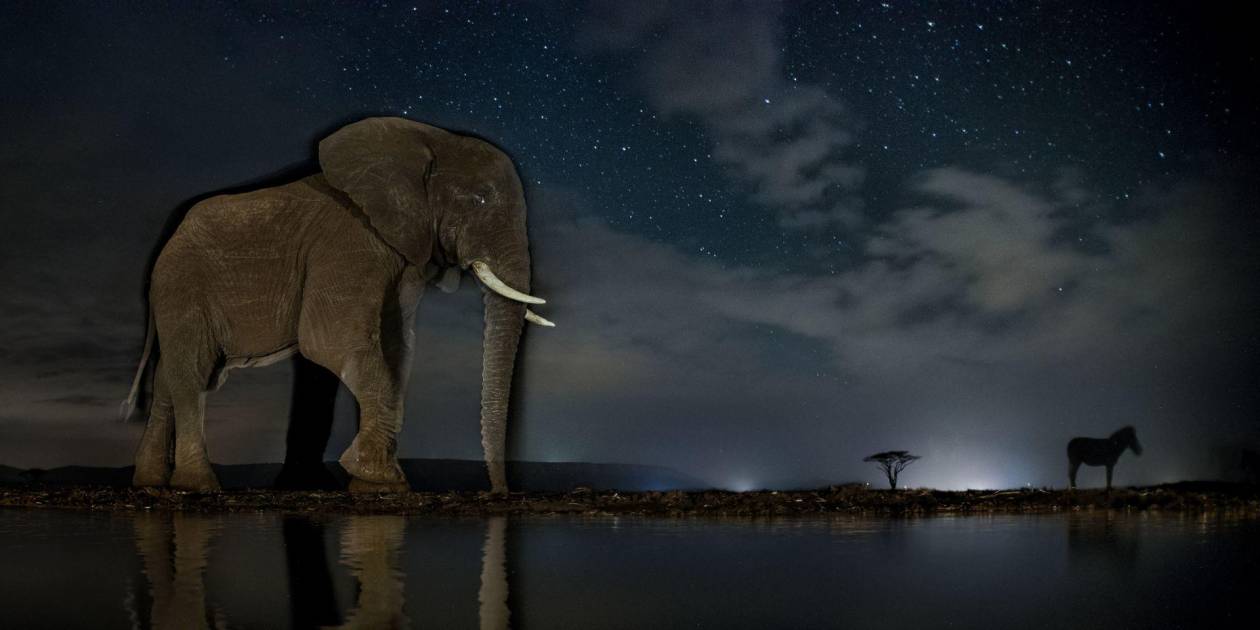 Reportaż z nocnej dzikiej Afryki
