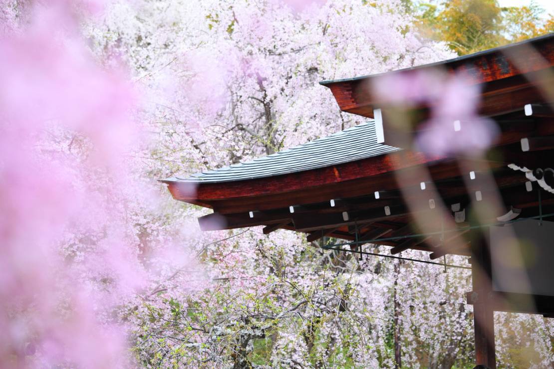 JAPONIA – Kraj kwitnących wiśni