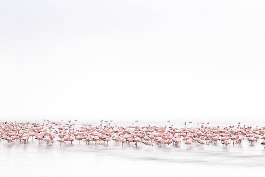 "Flamingi", Meniconzi Alessandra, Szwajcaria (Kategoria Otwarta, Dzika Przyroda)