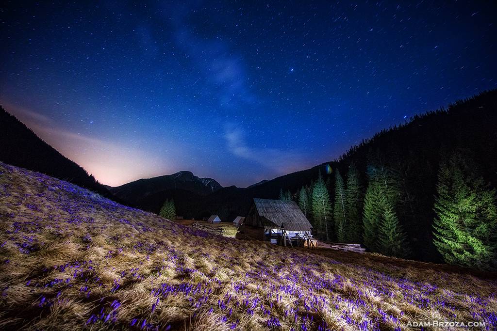 Tatrzańskie krokusy pod nocnym niebem
