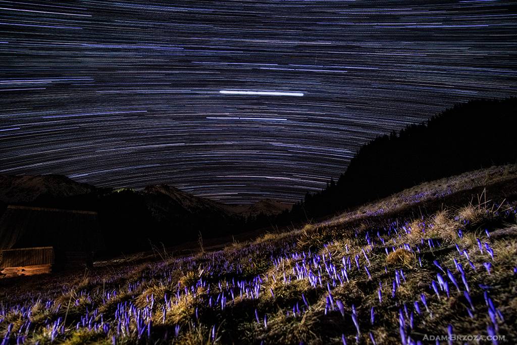 Tatrzańskie krokusy pod nocnym niebem