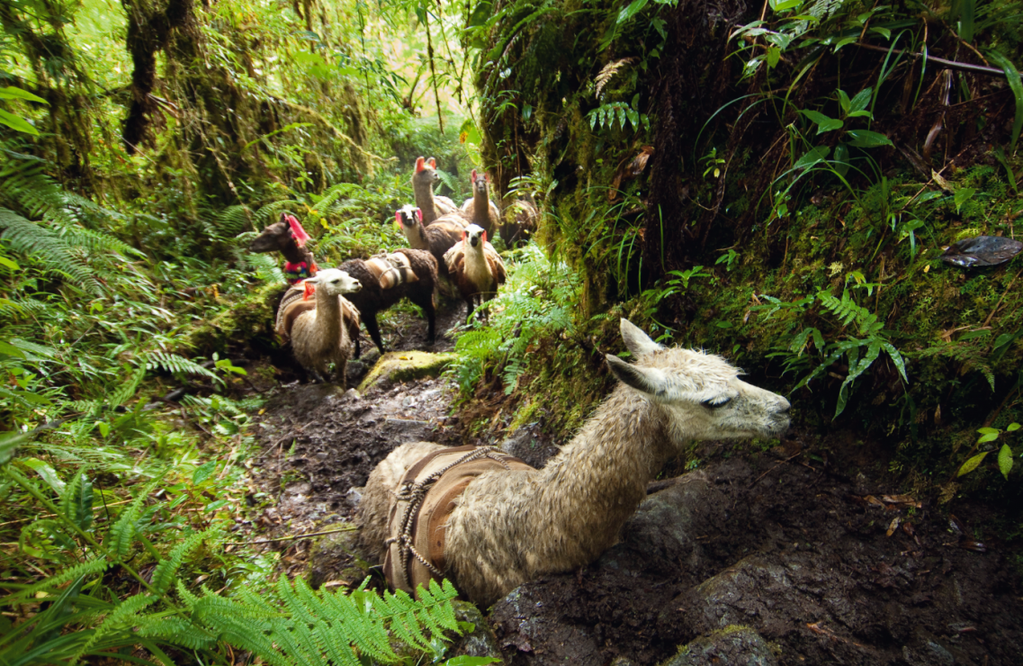 Alpaki w Peru nierzadko hoduje się na mięso.