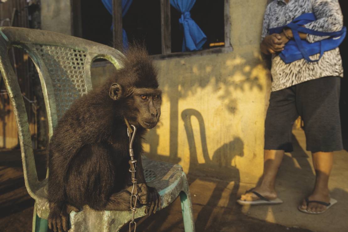 Smutny los makaków z Celebes