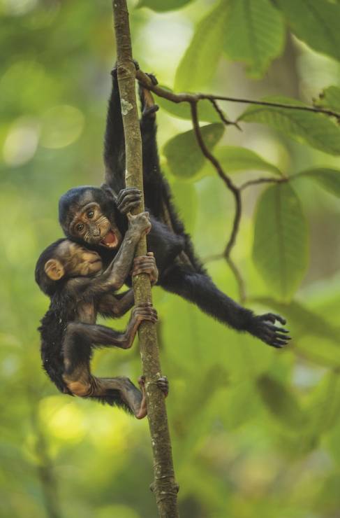 Smutny los makaków z Celebes