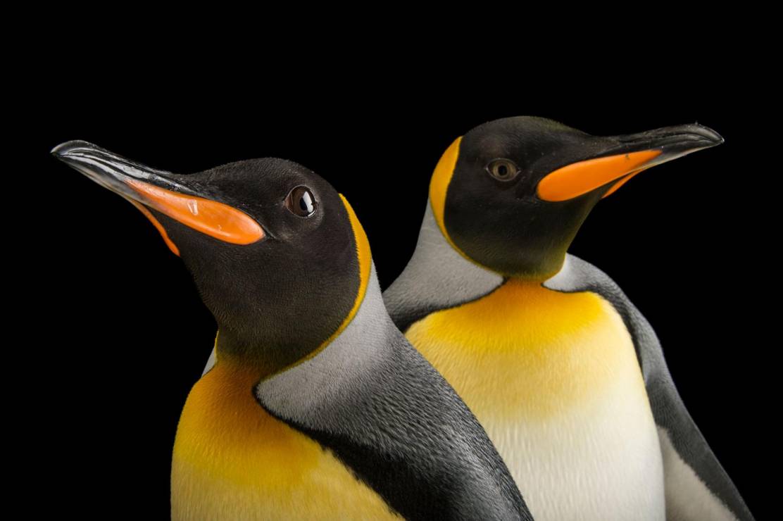 Pingwiny królewskie