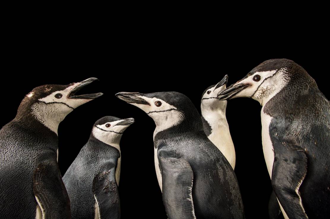 Pingwin maskowy