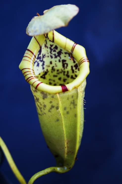 Nepenthes burbidgeae x campanulata